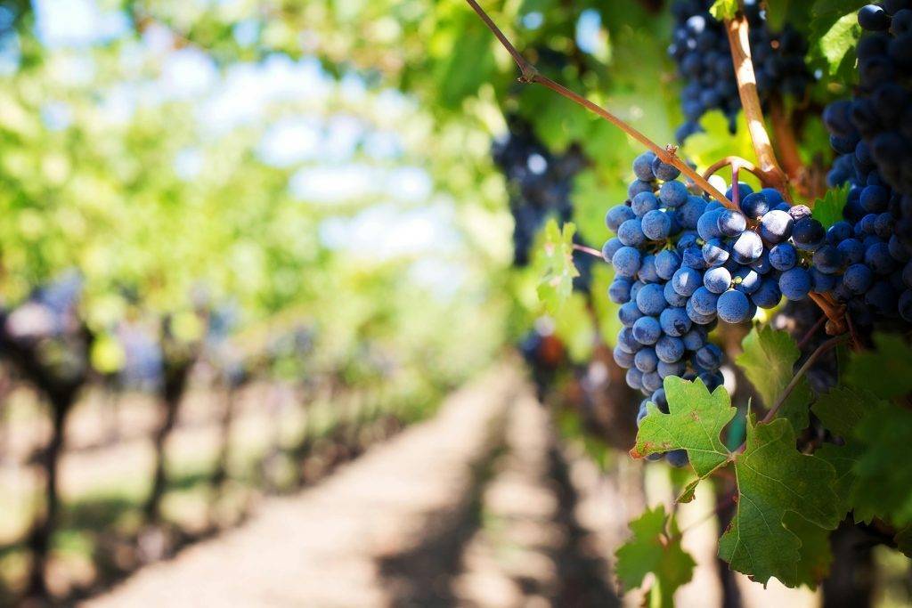 Les secrets d’un jardin florissant en avril : tout ce qu’il faut planter, semer et faire !