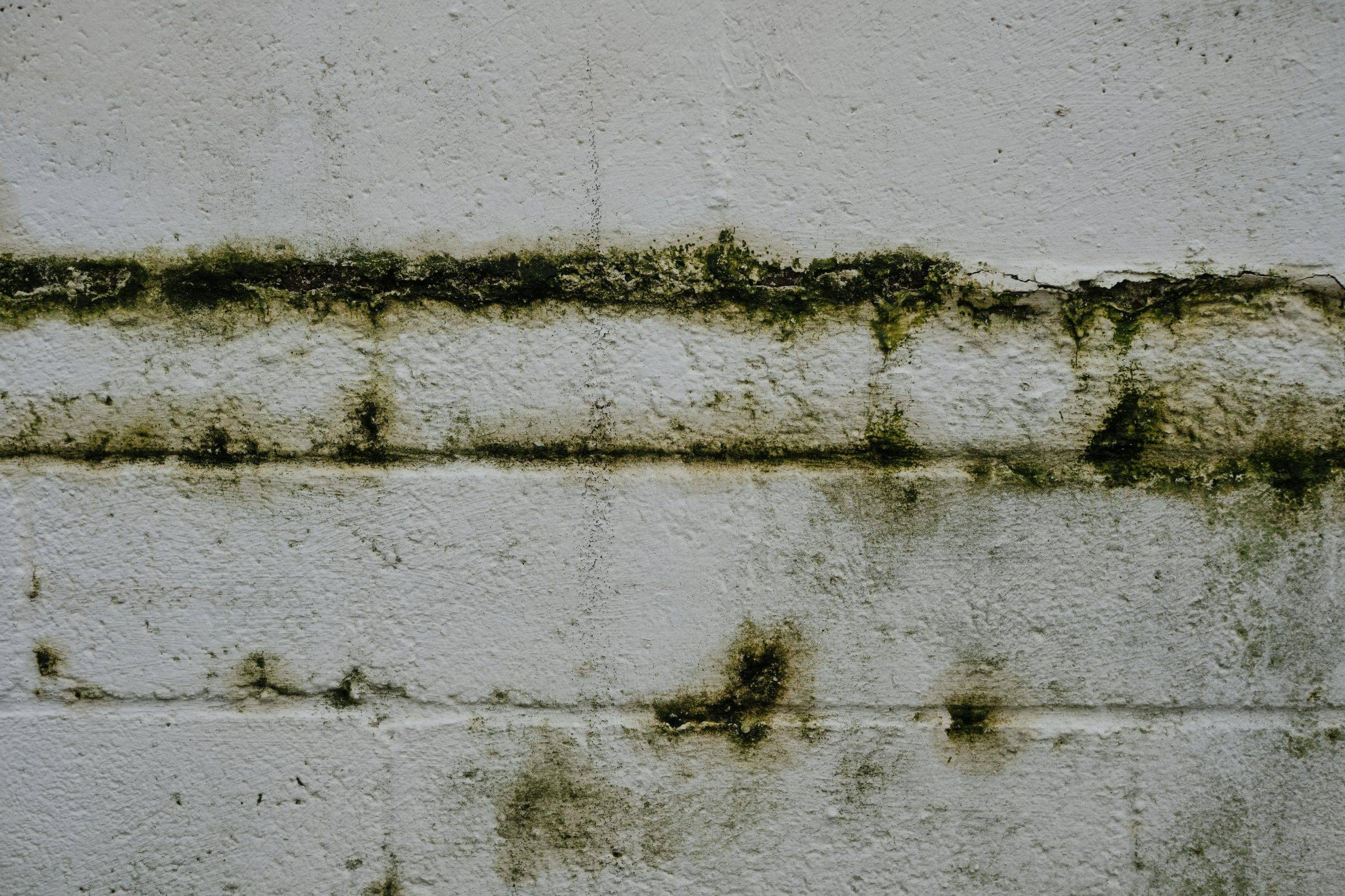 <trp-post-container data-trp-post-id='46624'>Humidité Mur et Canalisation : Causes, signes et solutions</trp-post-container>